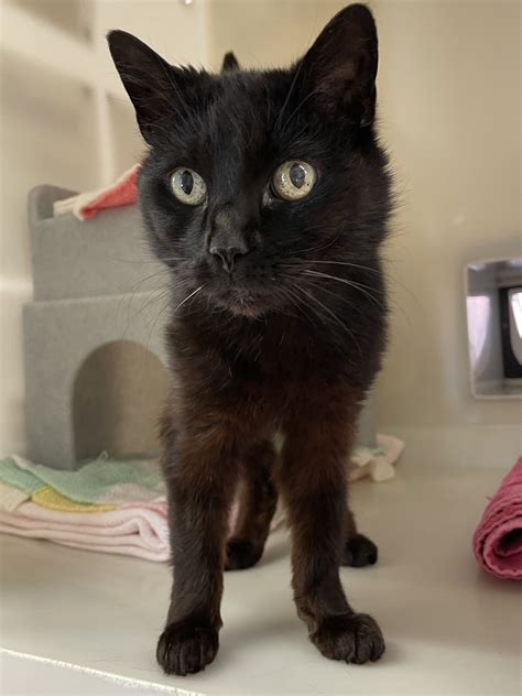 rspca east grinstead